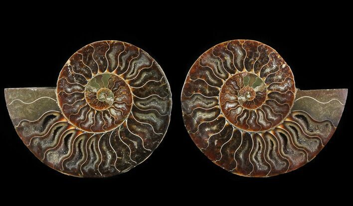 Cut & Polished Ammonite Fossil - Agatized #64959